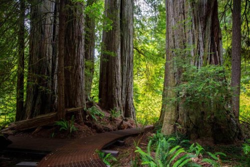 Famed California redwood grove damaged by visitors reopens with new elevated boardwalk