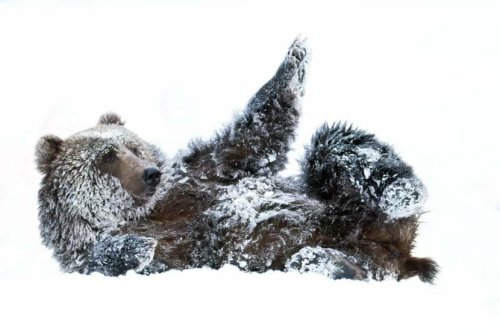 Winter means hibernation for some — but not all — of Kodiak’s bears