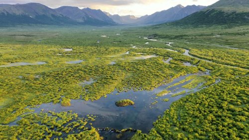 Hot dam: Beavers have gnawed their way into the Arctic, speeding permafrost thaw