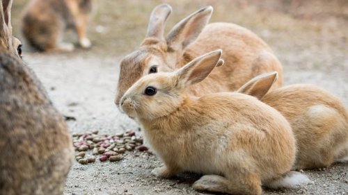 Okunoshima: Auf dieser Insel leben nur Kaninchen!