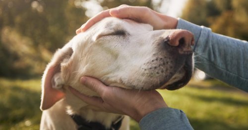 Posttraumatische Belastungsstörung: Hunde erschnüffeln frühe Anzeichen