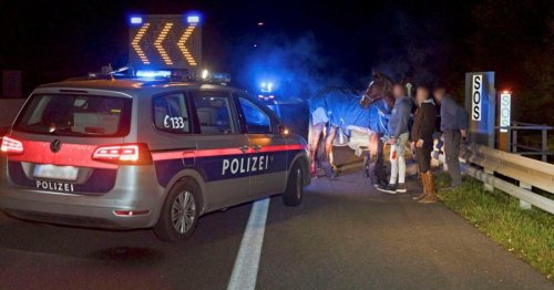 NÖ: Pferde liefen nach Verkehrsunfall frei auf A3