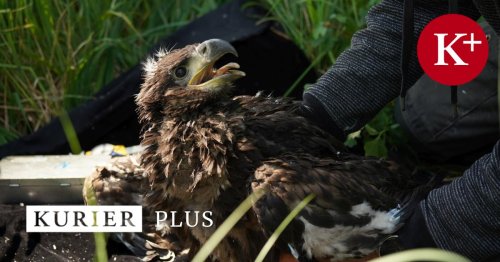 Zuerst Störche und jetzt auch Seeadler-Nachwuchs im Burgenland