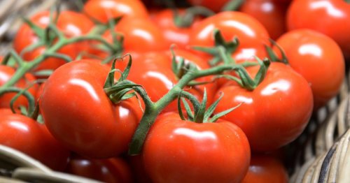 Italienischer Tomatenfabrikant mit 1 Million Euro Stromrechnung