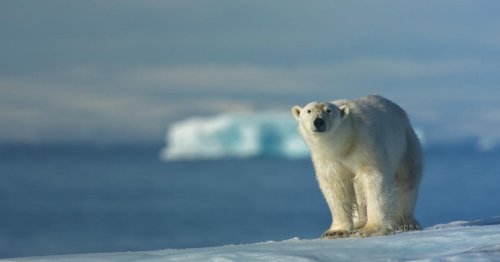 Eisbär verletzte französische Touristin auf Spitzbergen und wird getötet