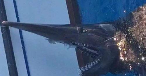 Spektakulärer Fang: Angler entdecken Koboldhai vor Gran Canaria