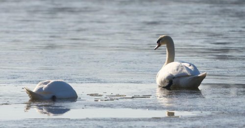 200 Schwäne gegen Kärntner Landwirte: Schwan-Plage in St. Kanzian