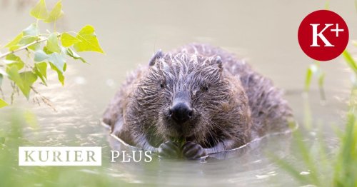 Gift für den Artenschutz: Tiermördern auf der Spur