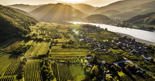 Winzerinnen und Winzer sollen Artenvielfalt in der Wachau fördern