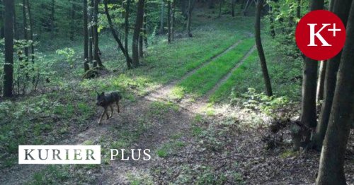 DNA-Probe bestätigt: Wolf im Leithagebirge