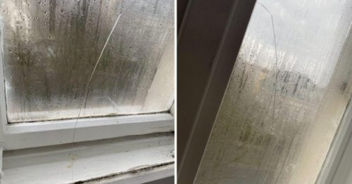 Schimmel im Gemeindebau: Volksanwältin kritisiert Wiener Wohnen