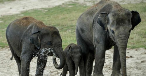Trauerritual: Asiatische Elefanten beerdigen toten Nachwuchs