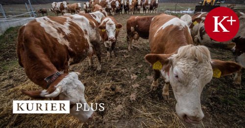 Maul- und Klauenseuche: "Die gefährlichste Tierseuche, die wir kennen"