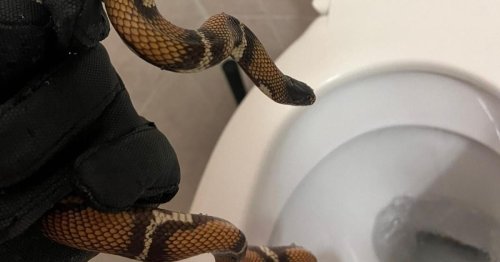 Schlange in Klo gefunden: "Khloe" bekommt nun neues Zuhause