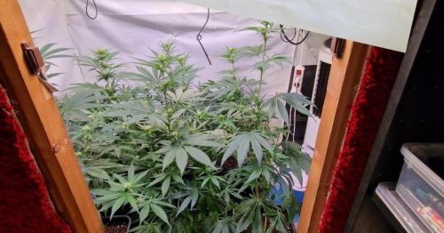 Polizei erntete Cannabis-Pflanzen in Wien
