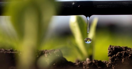 Bewässerung wird wegen mehr Trockenheit wichtiger