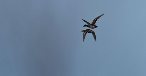 In Tempo-30-Zone: Ente in der Schweiz mit 52 km/h geblitzt