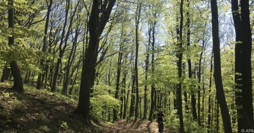 53-Jähriger in Klagenfurt bei Waldarbeiten getötet
