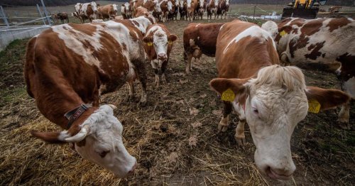 Maul- und Klauenseuche: Schutzmaßnahmen werden nicht verlängert
