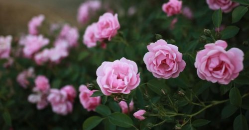 Tipp von der Gärtnerin: Rose braucht Rückschnitt
