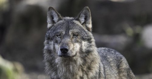 Hungriger Wolf: Heuer schon 300 gerissene Schafe in Tirol