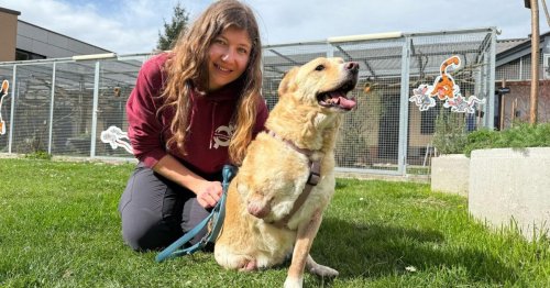 Tierheim St. Pölten: Zwei ganz besondere Hunde finden neues Glück