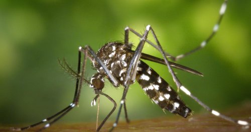 Gelsen: Der Angriff der Tigermücken