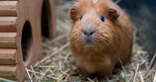 Tiercoach: Meerschweinchen sind kein Kinderspielzeug