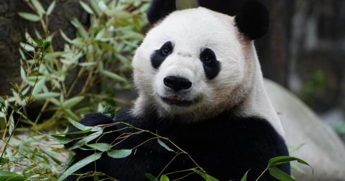 Lan Yun & He Feng: Panda-Paar im Tiergarten Schönbrunn angekommen