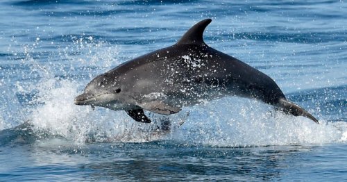 Ukraine-Krieg: Tausende Delfine im Schwarzen Meer verendet