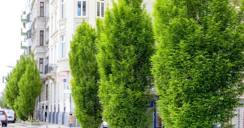 30 neue Bäume: Linke Wienzeile wird grüner