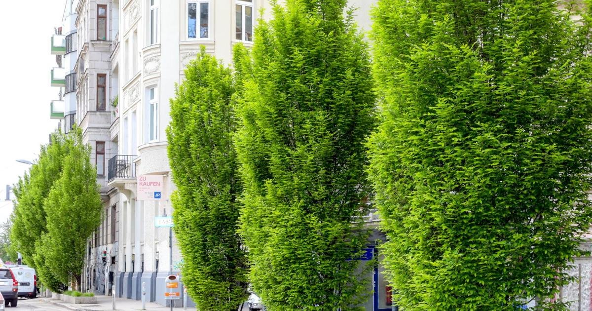 30 neue Bäume: Linke Wienzeile wird grüner
