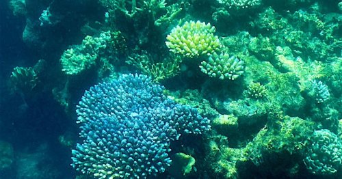 Vorsichtiger Optimismus: Great Barrier Reef erholt sich