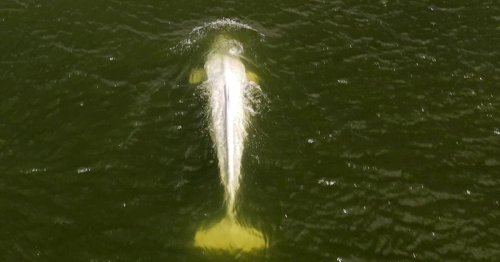 Frankreich: Hoffnung für den verirrten und kranken Belugawal