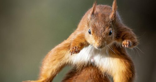 Eichhörnchen fallen von Ästen: Ein Zeichen für ein drohendes Aussterben?