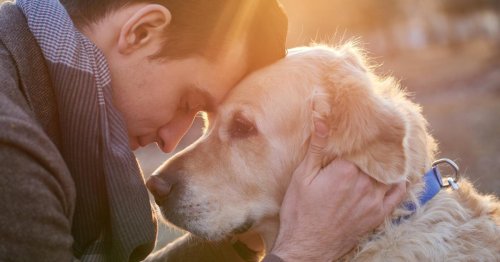 Studie: Liebe zum Hund ist größer als in (fast) allen anderen Beziehungen