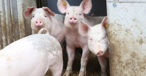 Erzeuger schlagen Alarm: "Rind- und Schweinefleisch muss teurer werden"