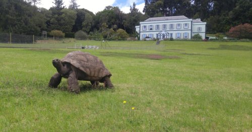 Älteste Schildkröte der Welt feiert 190. Geburtstag