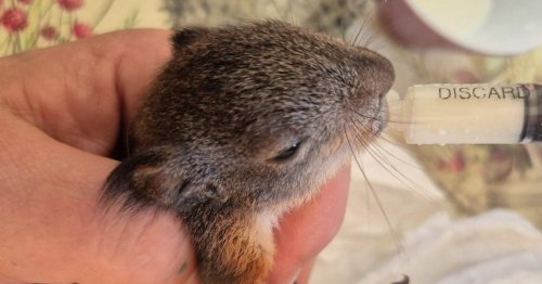 Wie eine Katze zur Retterin eines Eichhörnchenbabys wurde
