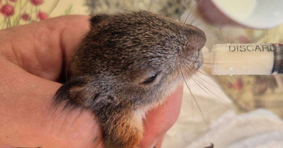 Wie eine Katze zur Retterin eines Eichhörnchenbabys wurde