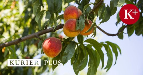 Pfirsichbaum schneiden: Was tun, wenn der Baum falsch wächst?
