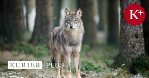 Immer mehr Wölfe: Raubtiere jetzt auch im Wiener Quellschutzgebiet