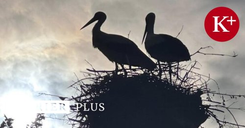 Der Storch: Treulos, grausam und verfressen