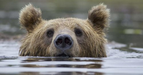 Fett aus dem Winterschlaf: Das Wettfressen der Bären in Alaska