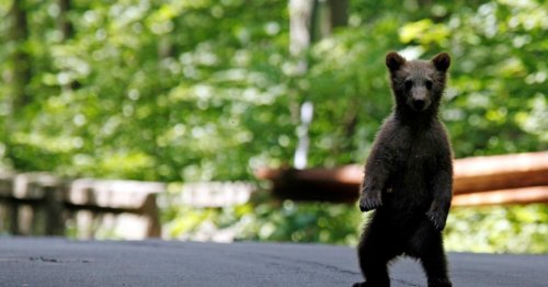 Ein Snack mit Folgen: Warum dieses Bärenmädchen völlig high ist
