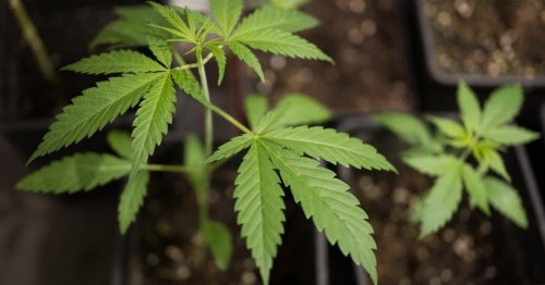 Drogenlenker führte Polizei zu versteckter Cannabisplantage in OÖ