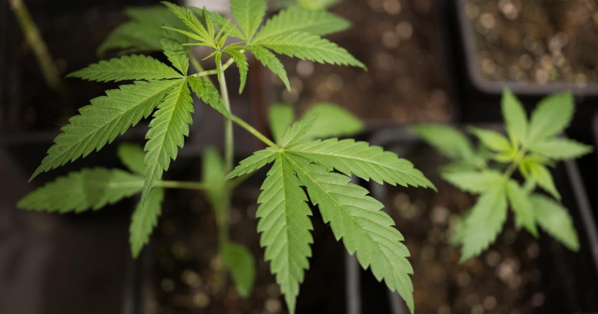 Drogenlenker führte Polizei zu versteckter Cannabisplantage in OÖ