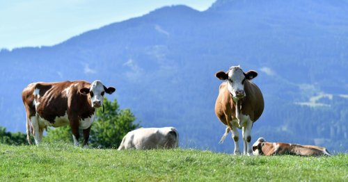 Deutsche Wanderin in Tirol von Rind umgestoßen