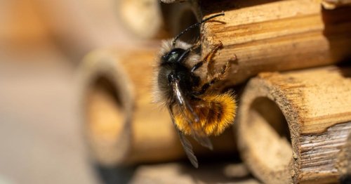 Ohne Bienen kein Honig: Ein Zuhause für Insekten