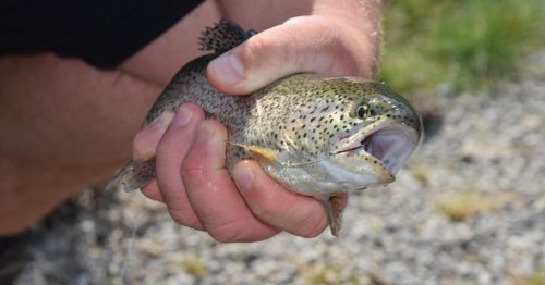 Sommerurlaub im Kaiserwinkl in Tirol: Wo man als Anfänger Fische fängt